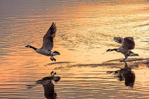 Photo by Darren Powell