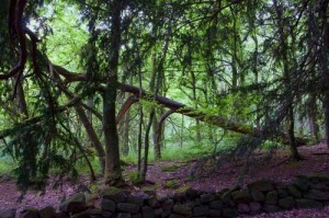 Photo by Candace Skews